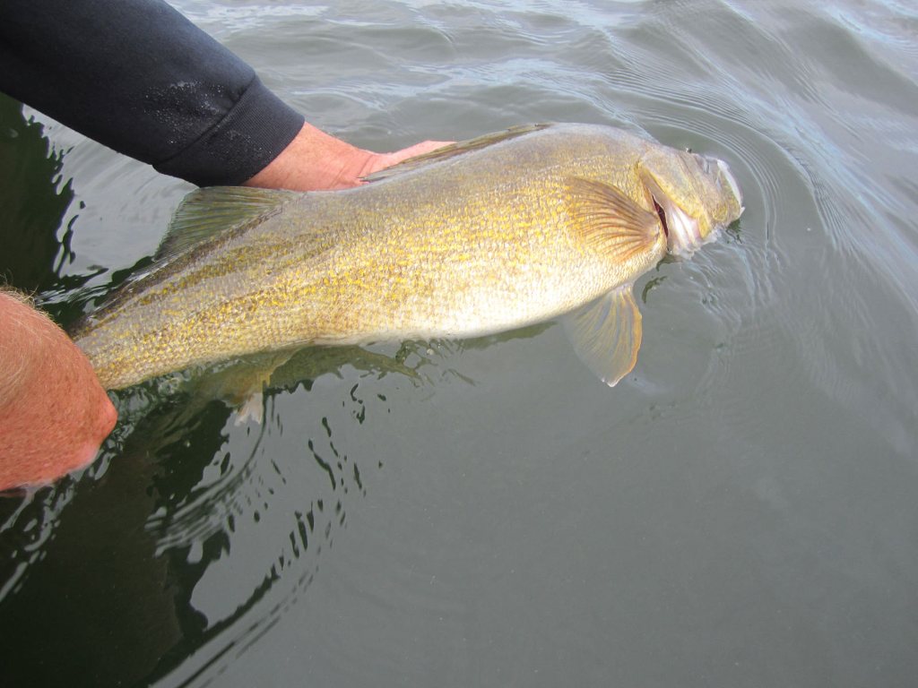 Walleye Fishing Reports and Techniques Techniques